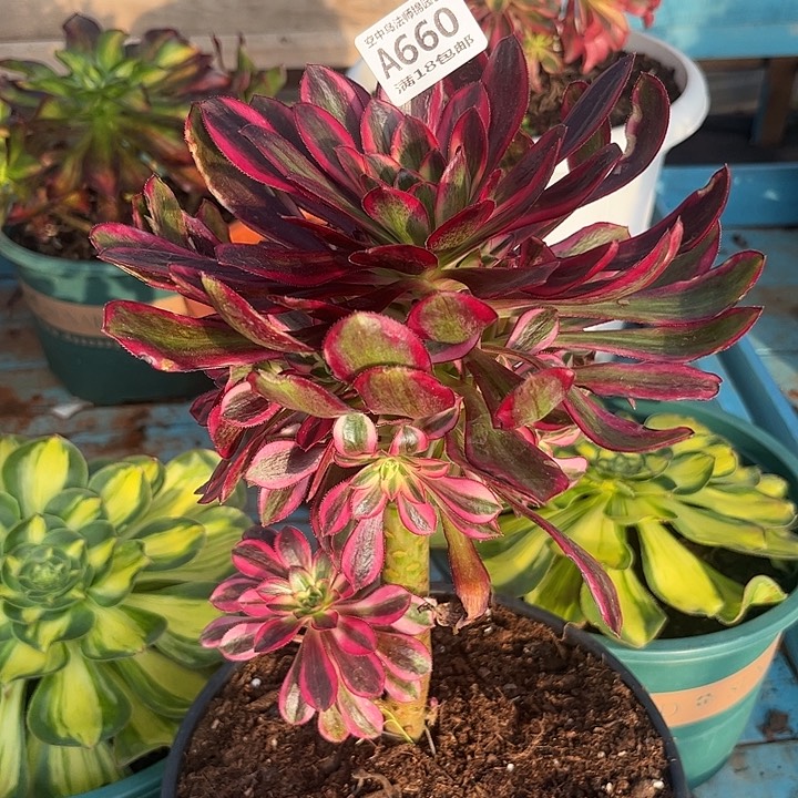 660法师多肉植物