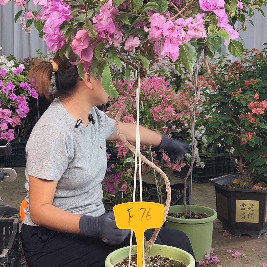 甜***心大部分花苞少量开放F76雪紫