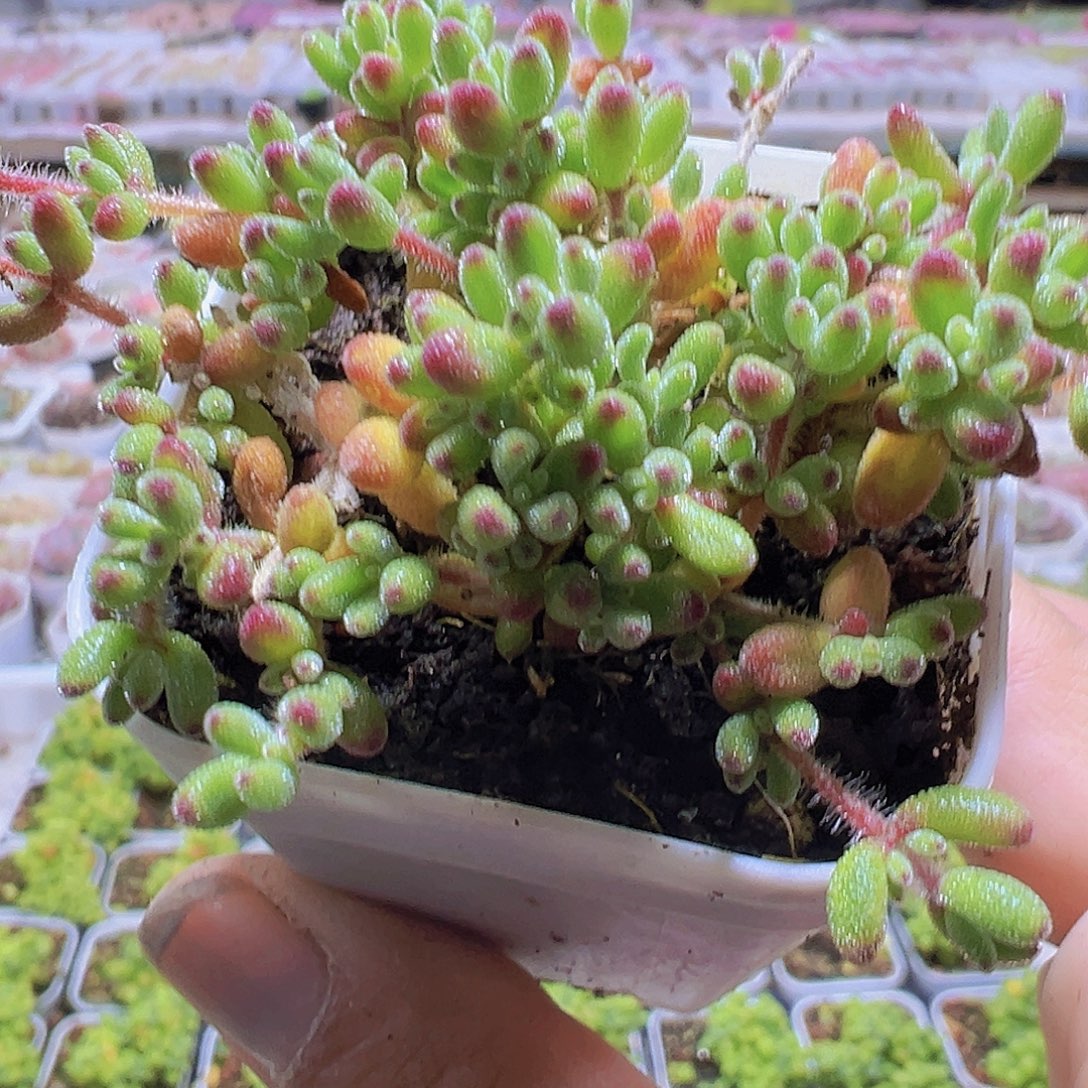 红宝石枝干19包邮