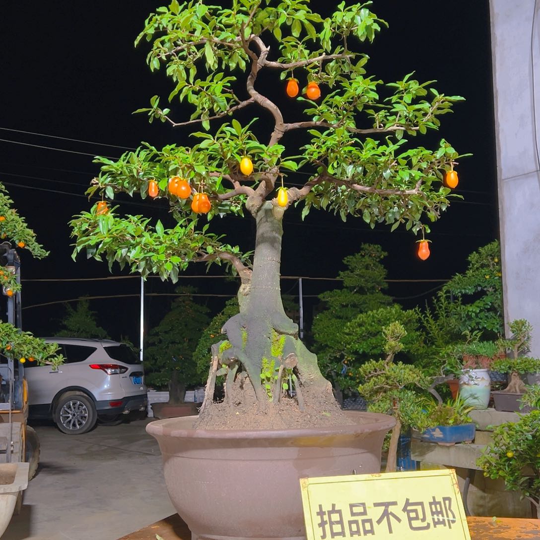 无花朵嫁接金弹子