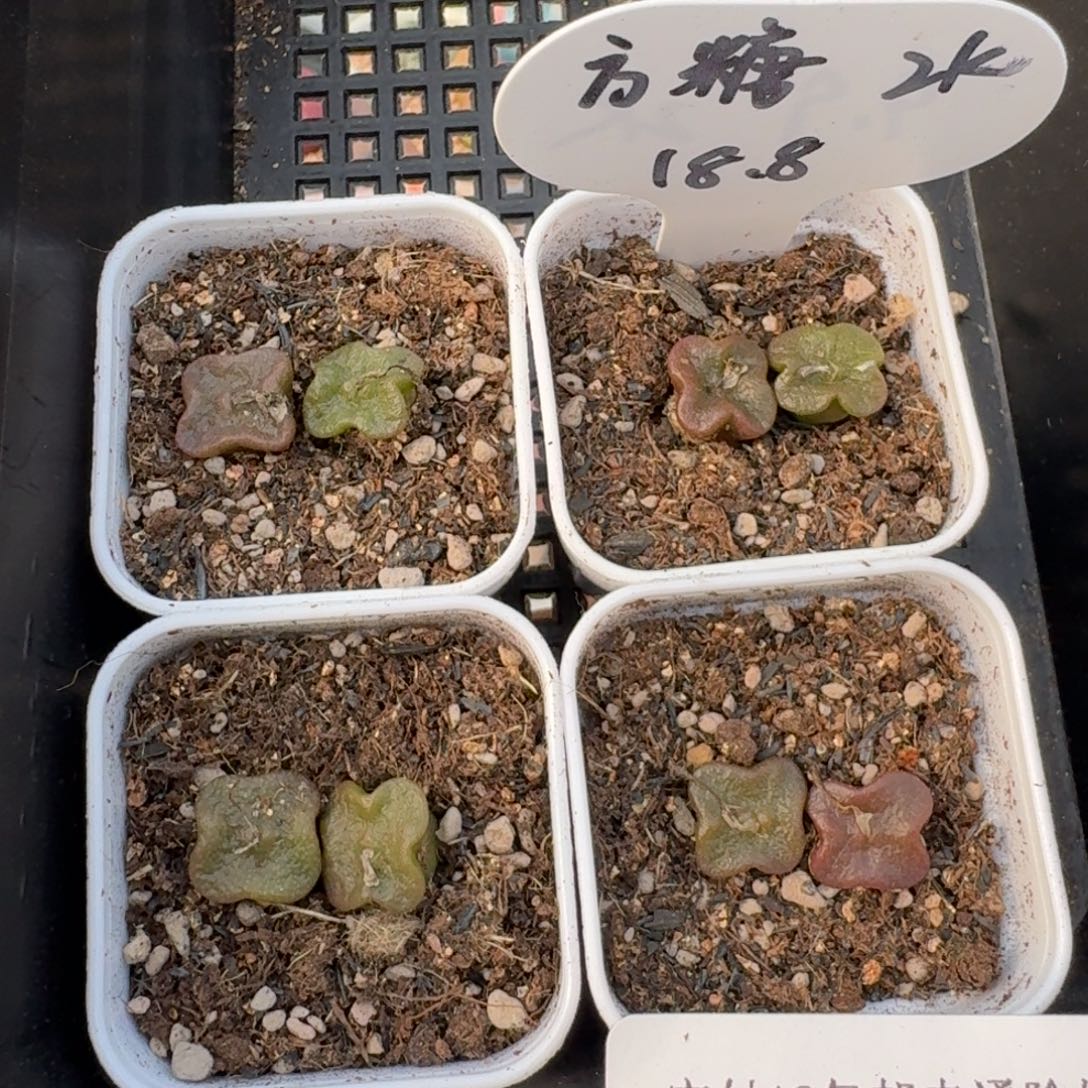 12034-方糖福利2颗
