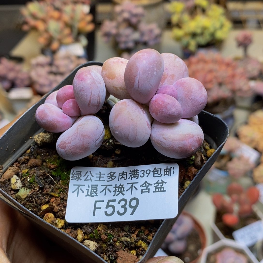 539蛋黄奶多肉5c m