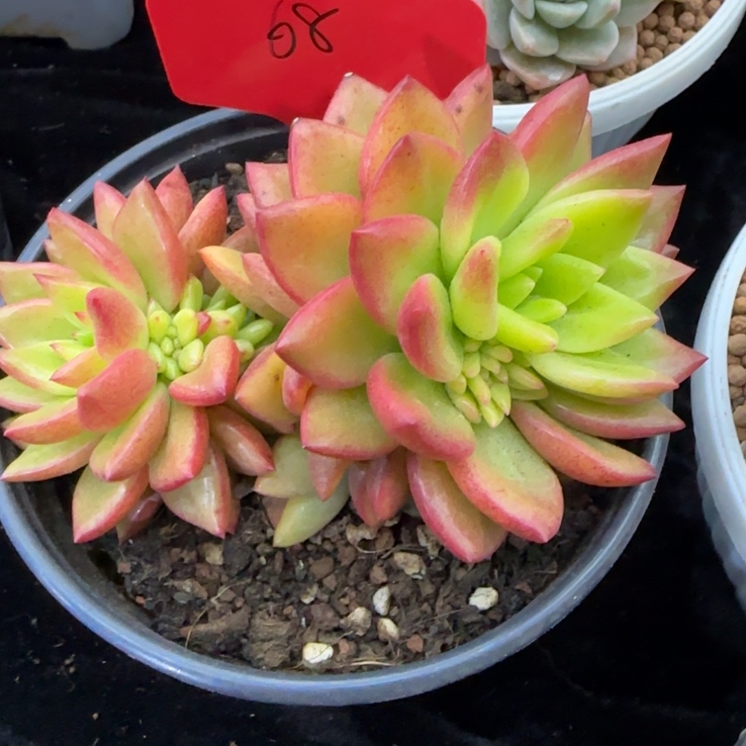 东云锦群多肉植物