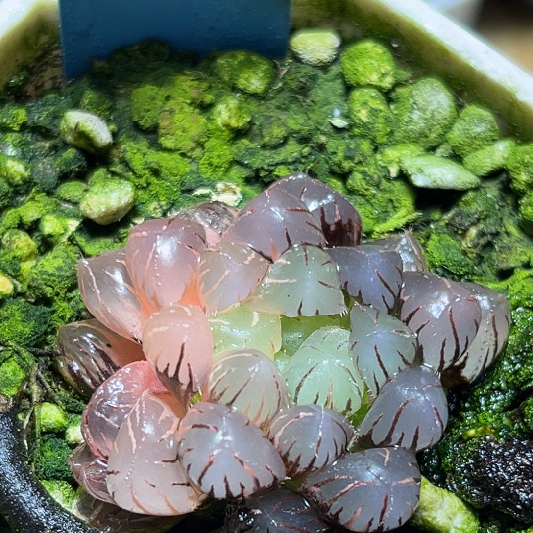 恭喜发财大吉大利737