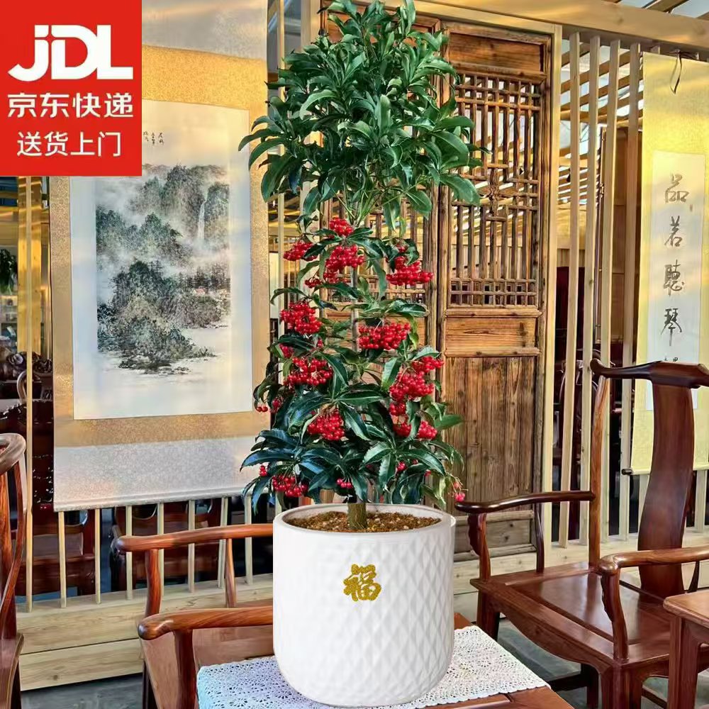 【京东包邮】富贵籽黄金万两元宵花室内摆放网红爆款罗马盆65-80cm