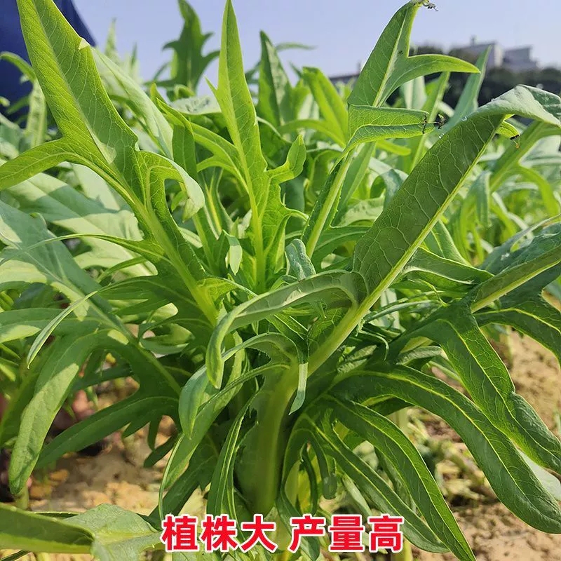 【正宗博白甜麦菜种子】花芽甜唛菜苦麦菜四季青菜家庭庭院蔬菜种子