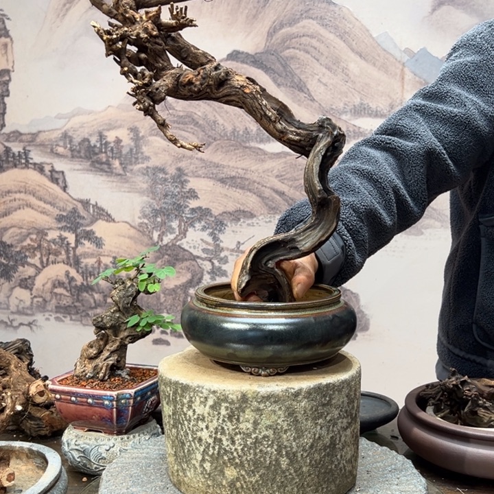 骏***艺无花朵金丝红木羊蹄甲