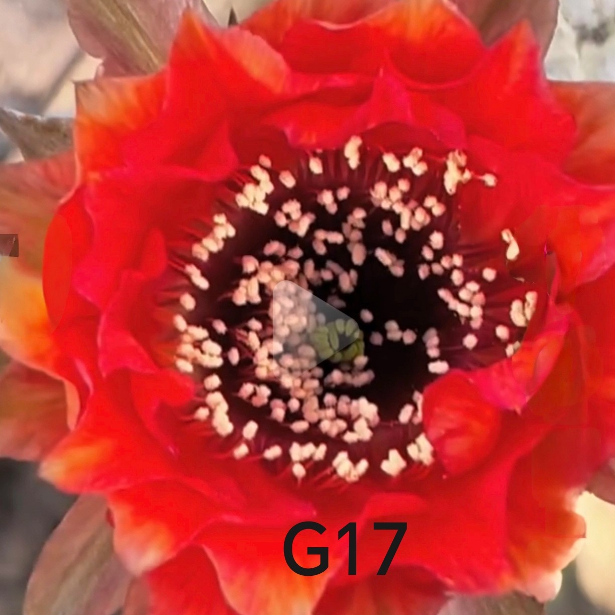 彩草G17无根侧芽歪  满28米包邮非偏远