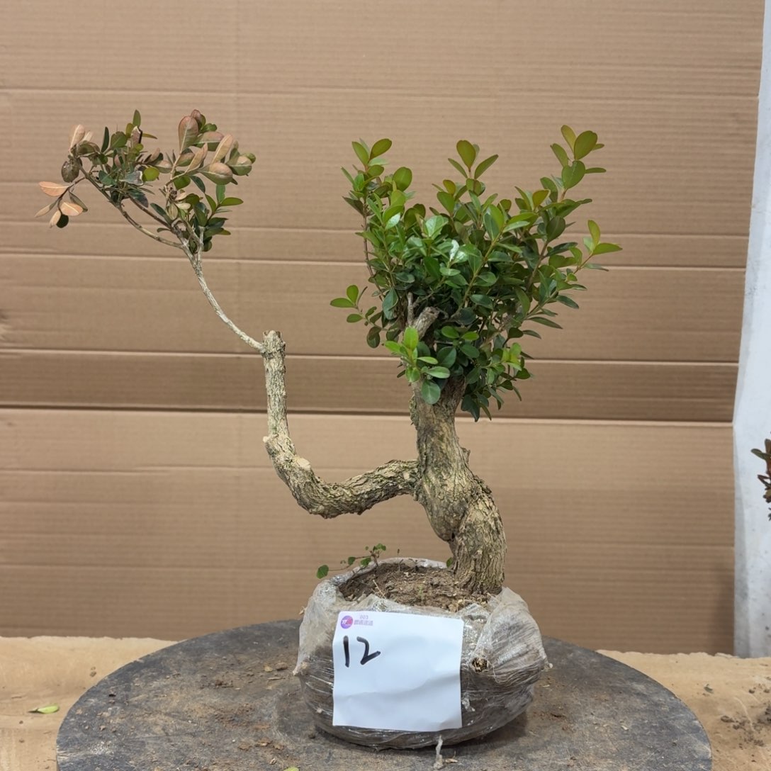 完全开放瓜子黄杨12