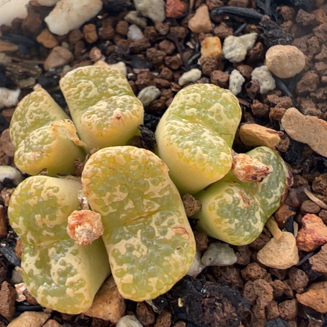 泡泡勋章多肉植物百科