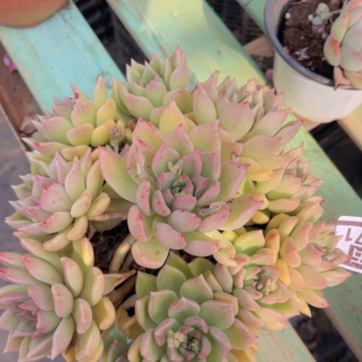 【闪购商品】璀璨15171