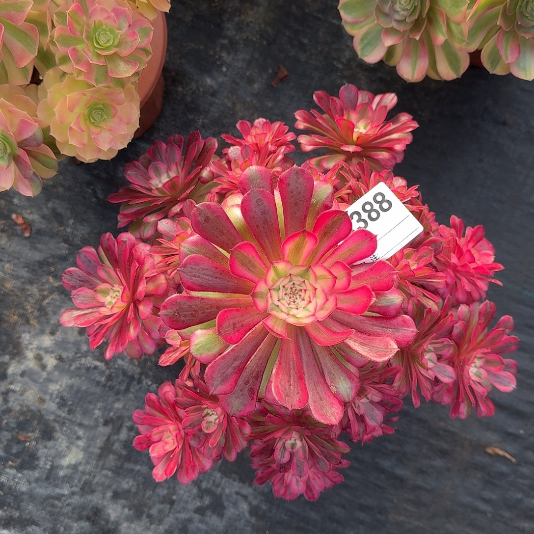 红铜白多肉法师388