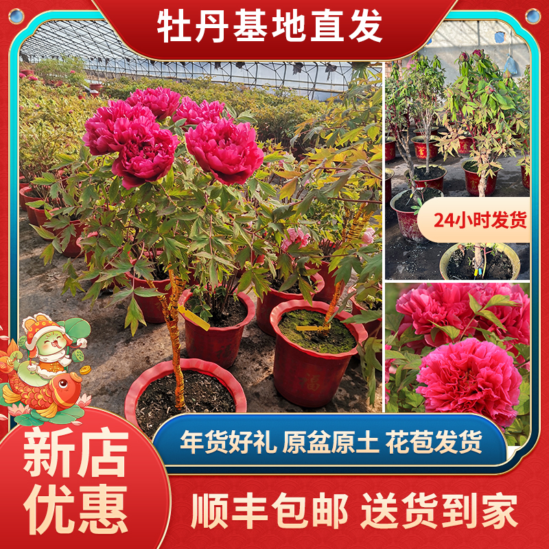 牡丹【花王树独支】原盆原土