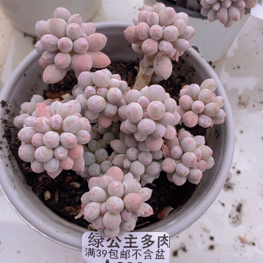 香水手指奶11cm332多肉植物