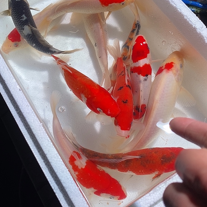 锦鲤锦鲤活鱼开箱包活