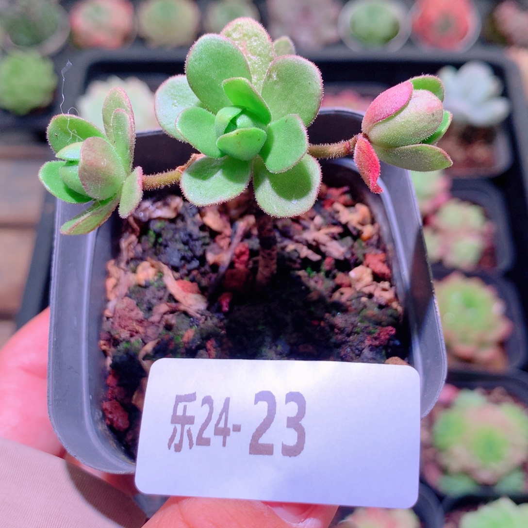 乐然24-23 橄榄球玫瑰 