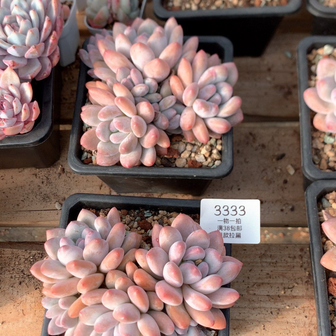 13厘米五头香水多肉两颗3333