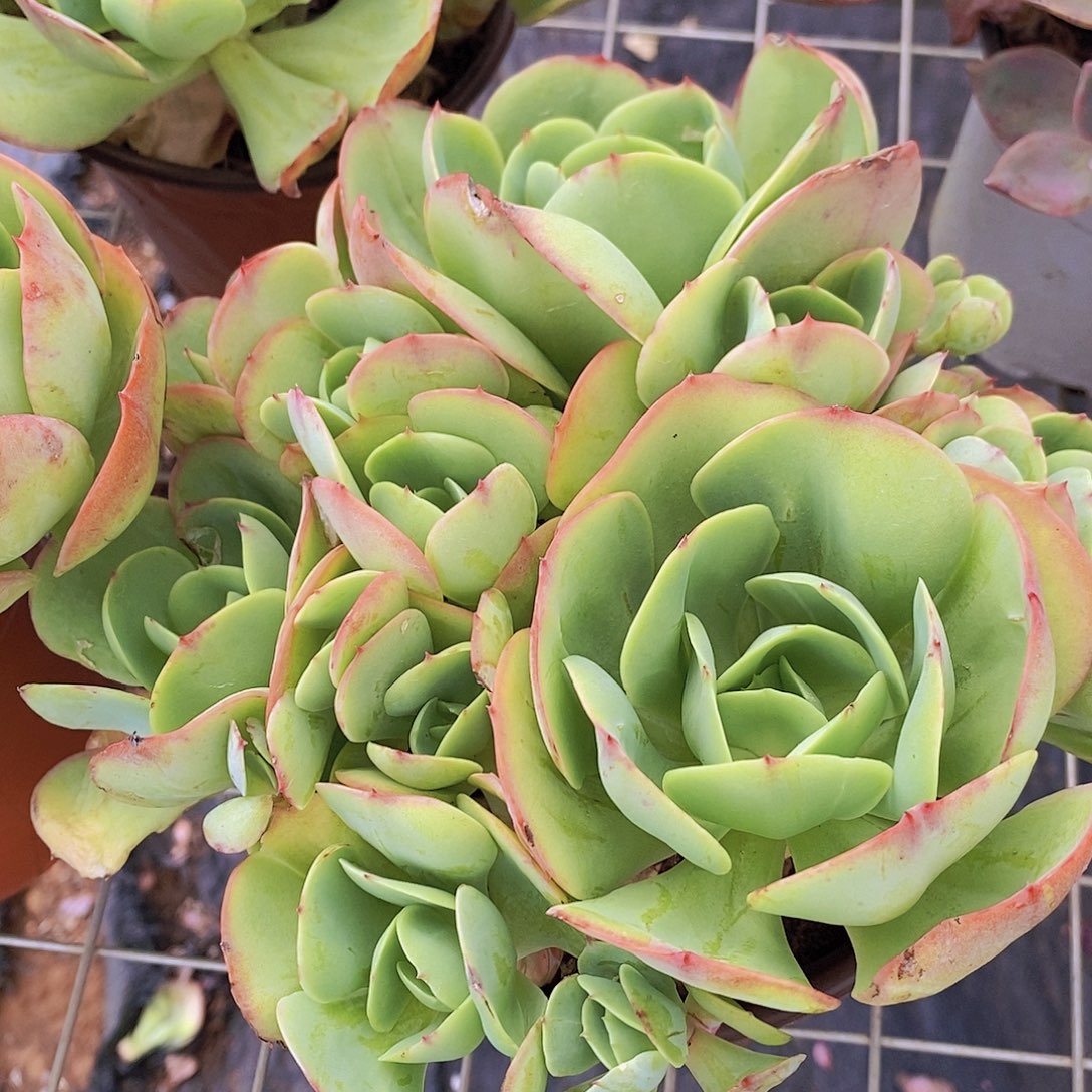 鸡蛋碧桃 六头起发