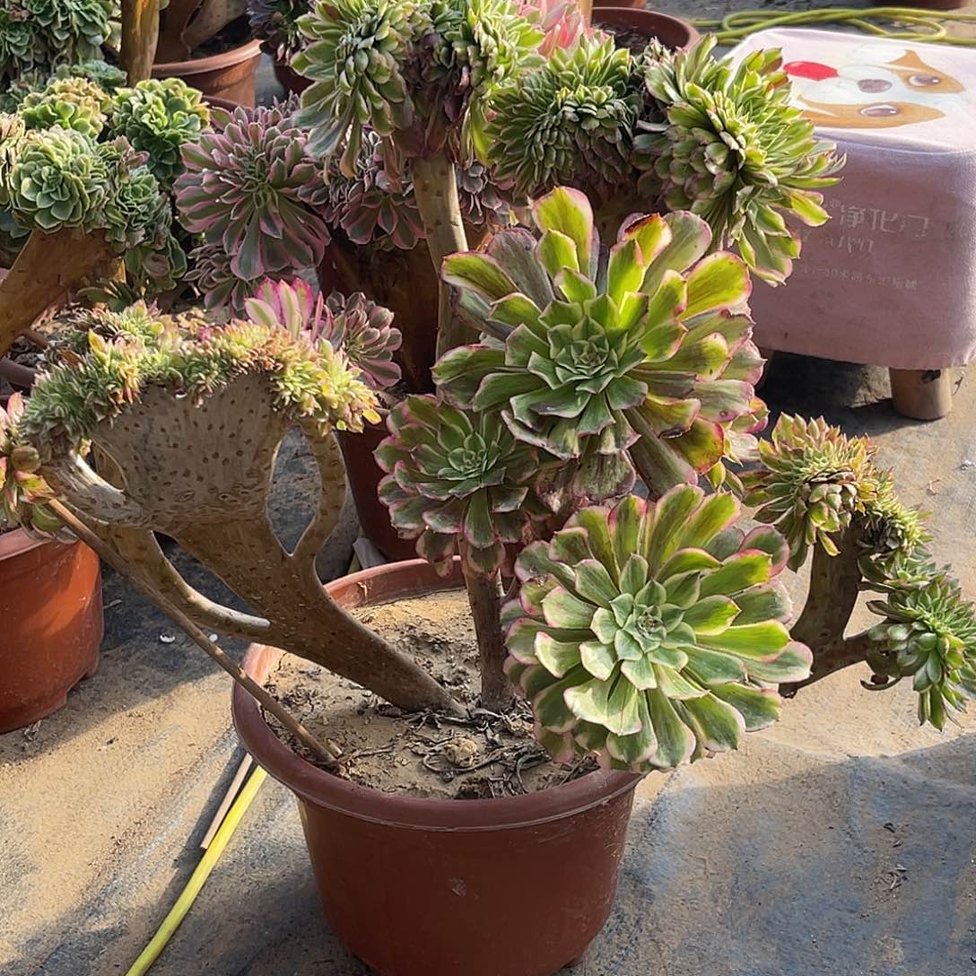 我***是水彩画缀化脱土发货