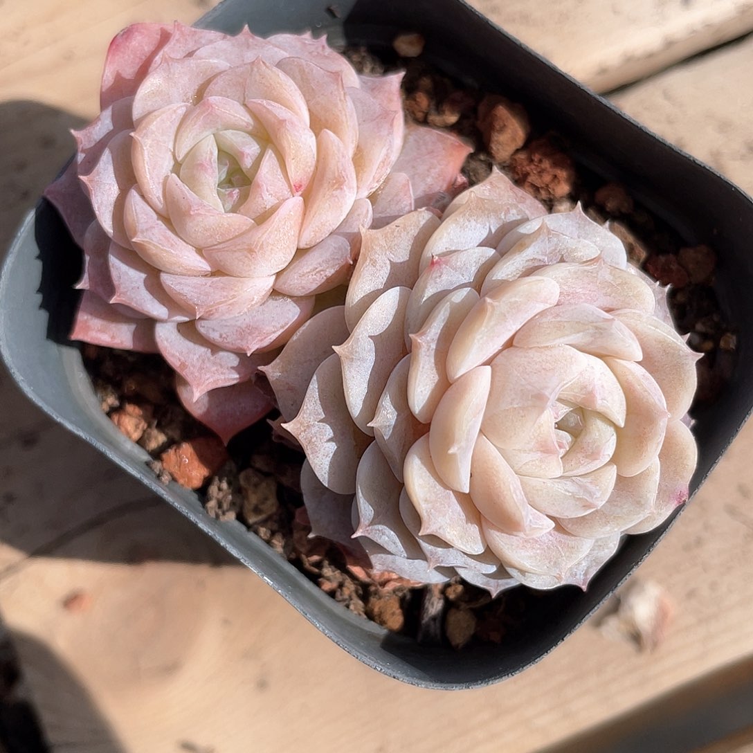 望*望优选纯爱福利8207