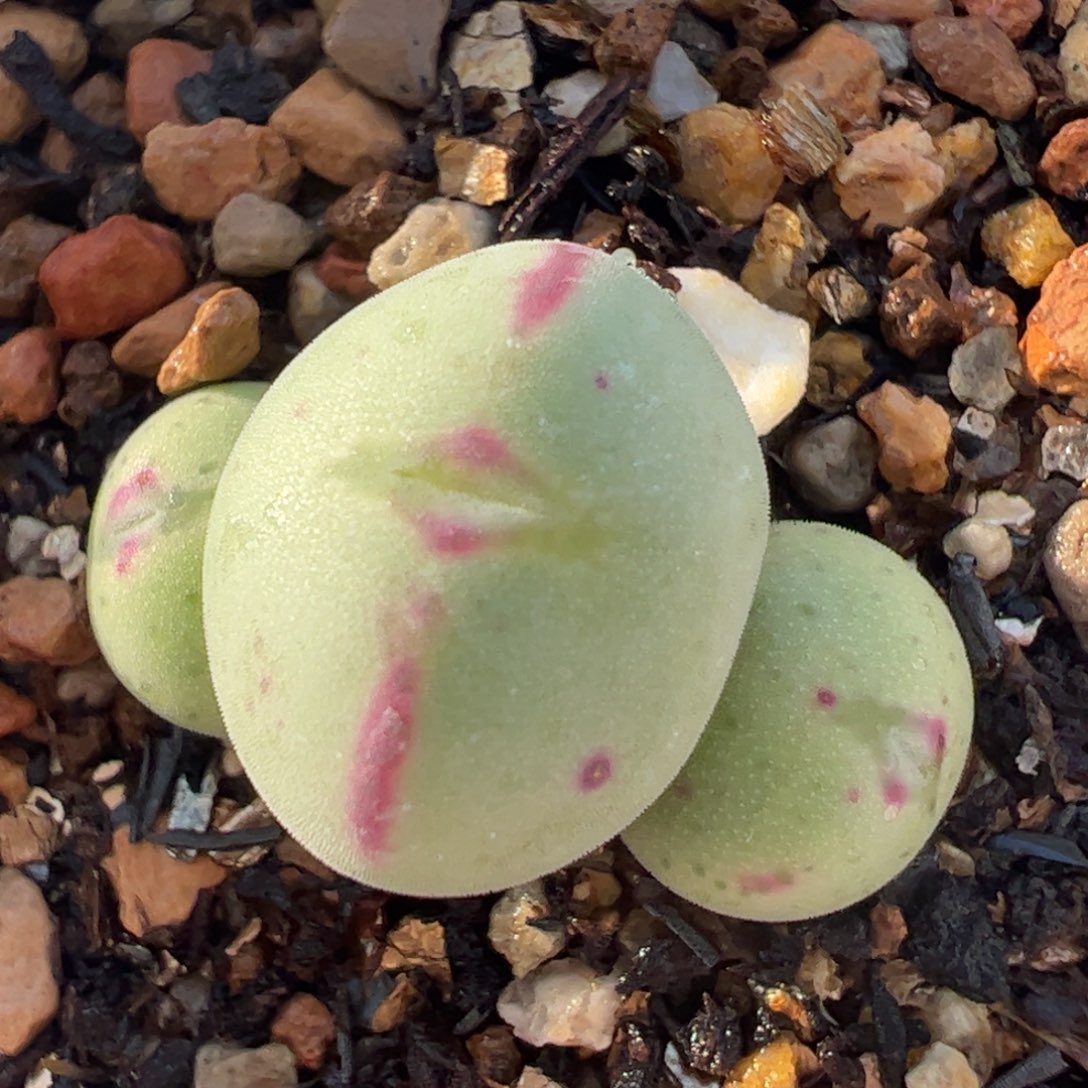 粉唇将多肉植物百科