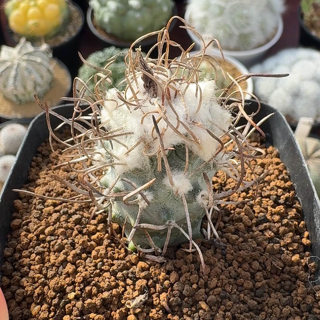 黄龙丸仙人球123456