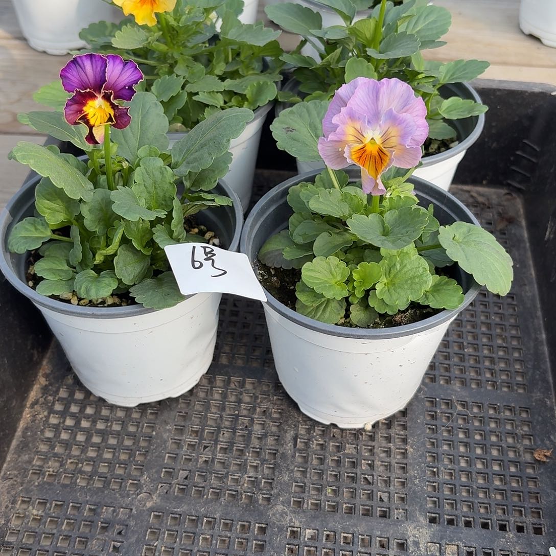 大部分花苞少量开放6号