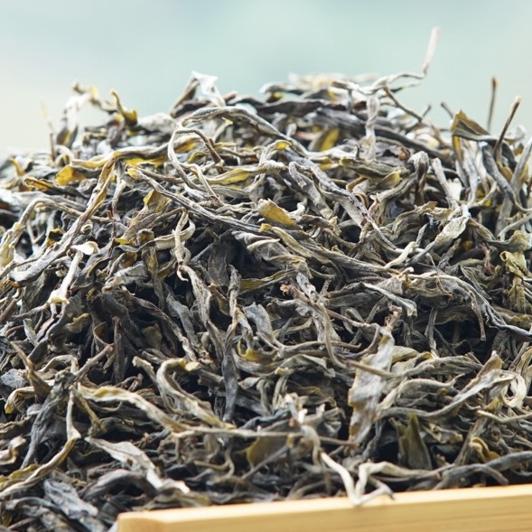 2024年普洱茶古树挑采