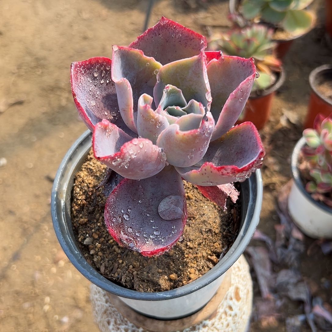 多肉植物多肉植物