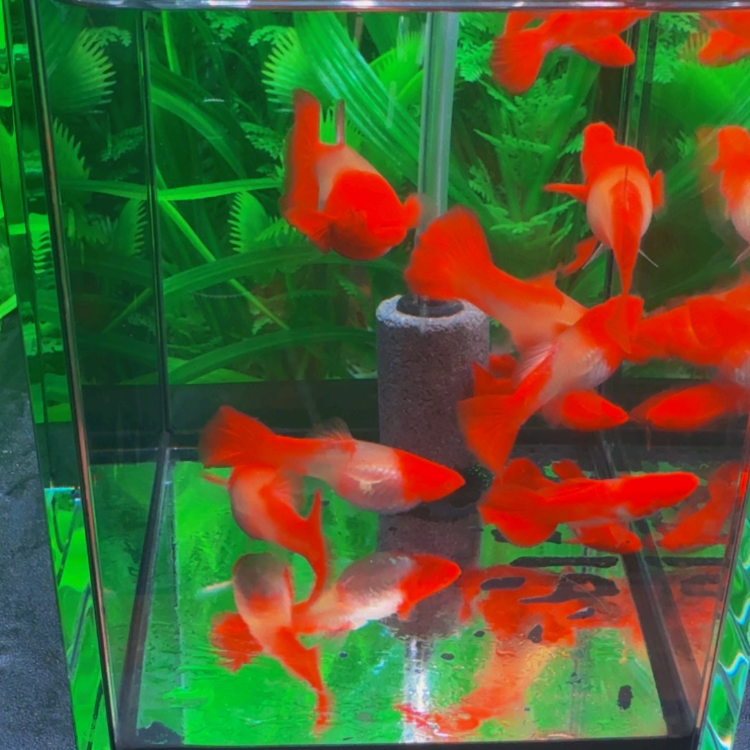 孔雀鱼微瑕双分水，耳朵不满红，买5条送1条备损，发3对6条