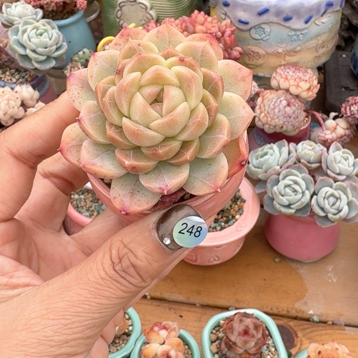 248 多肉含盆土 30元包邮 除偏远