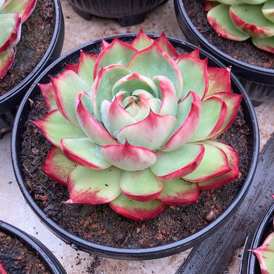 惊鸿拉丝随机元宝盆图片