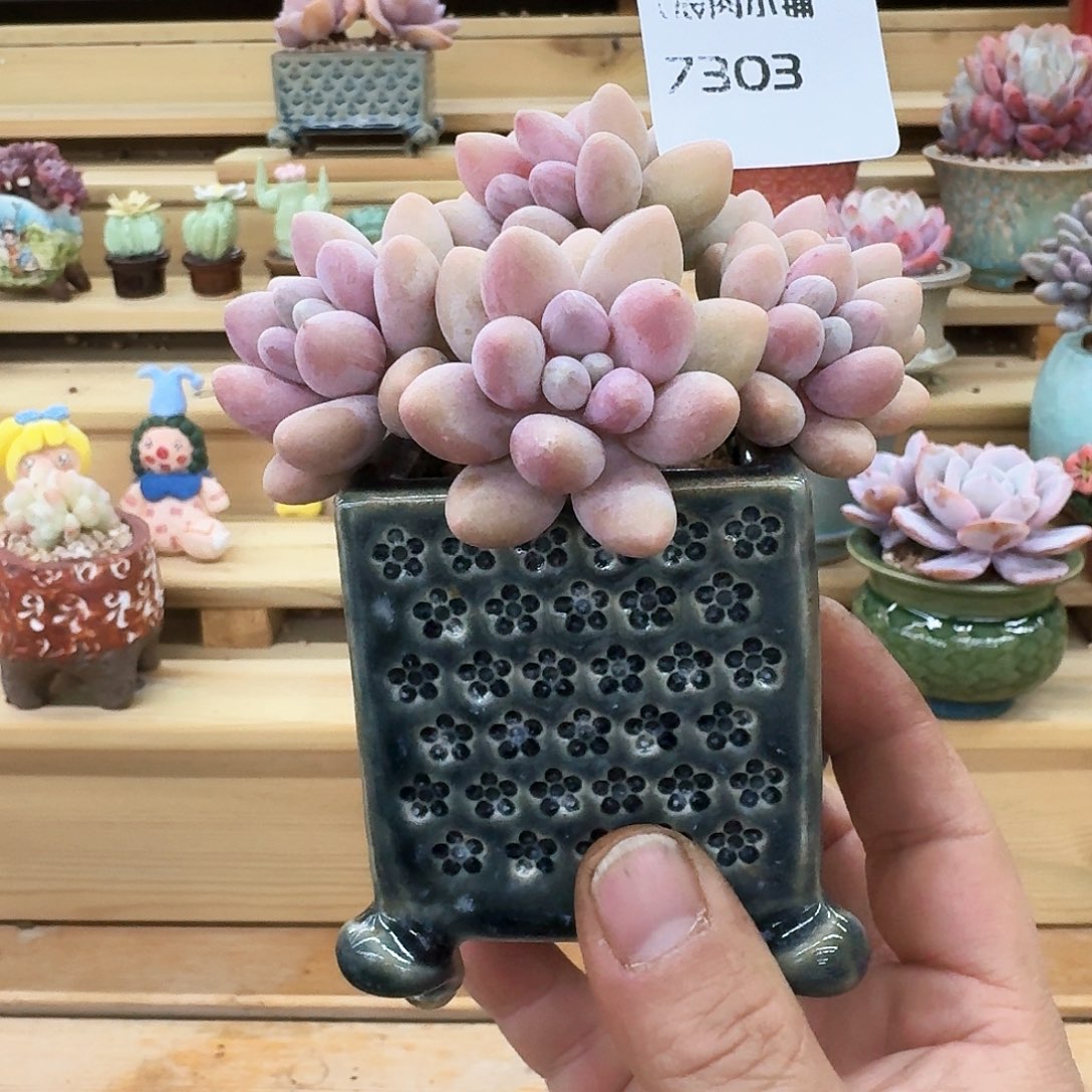 多肉植物粉色恋人7303