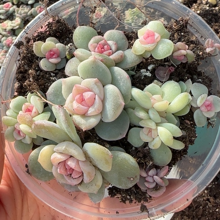 32号绝绝子多肉一盘