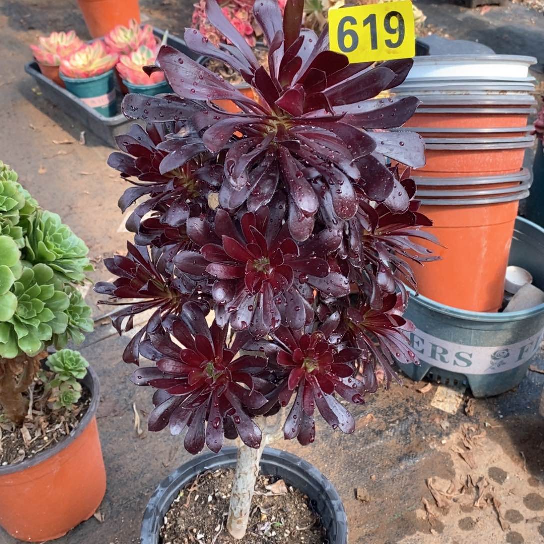 墨法多肉法师619