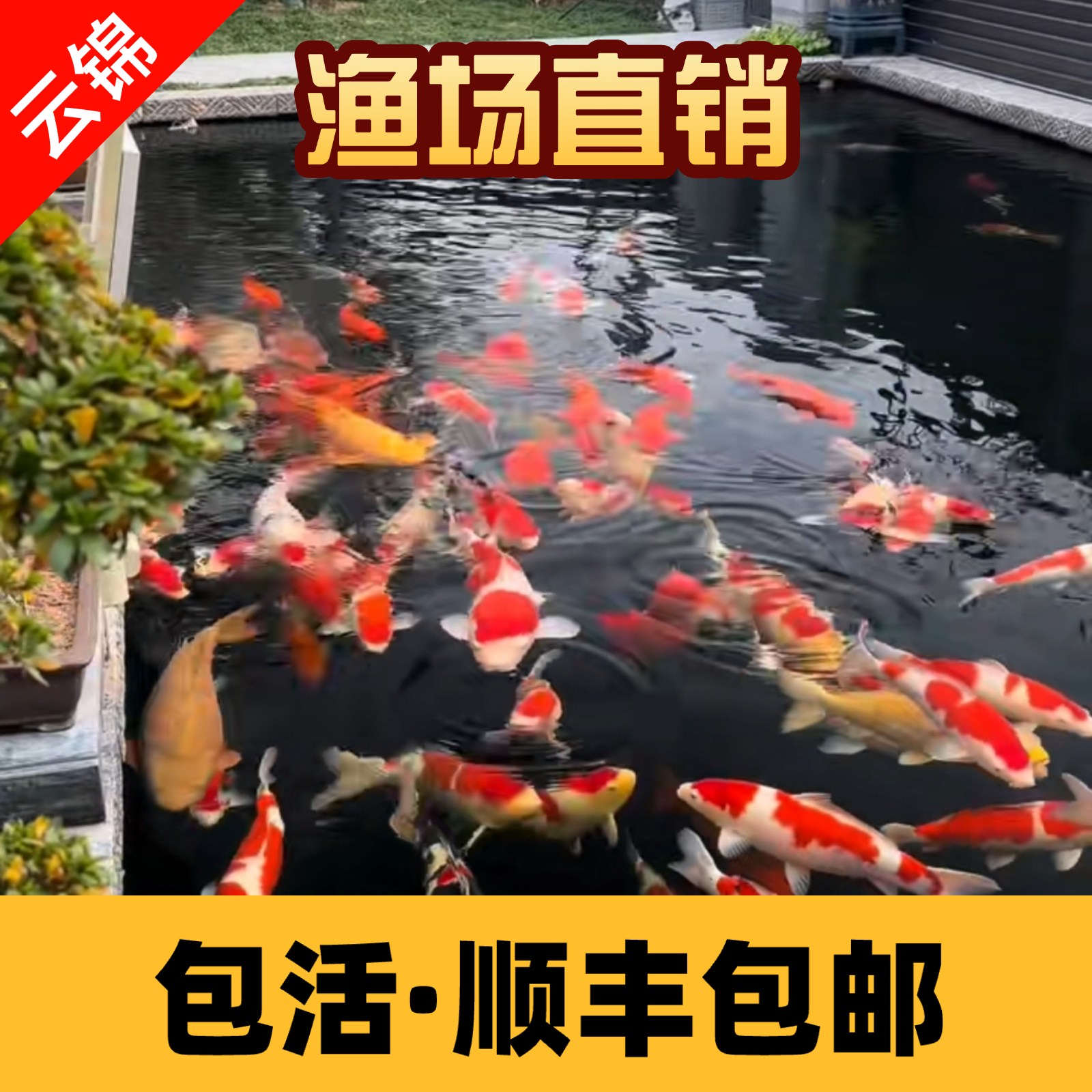 【15-20cm15条主播搭配】纯正血统红白三色黄金白金昭和观赏鱼活体