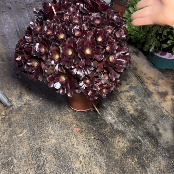 44欧紫多肉多肉多肉多肉