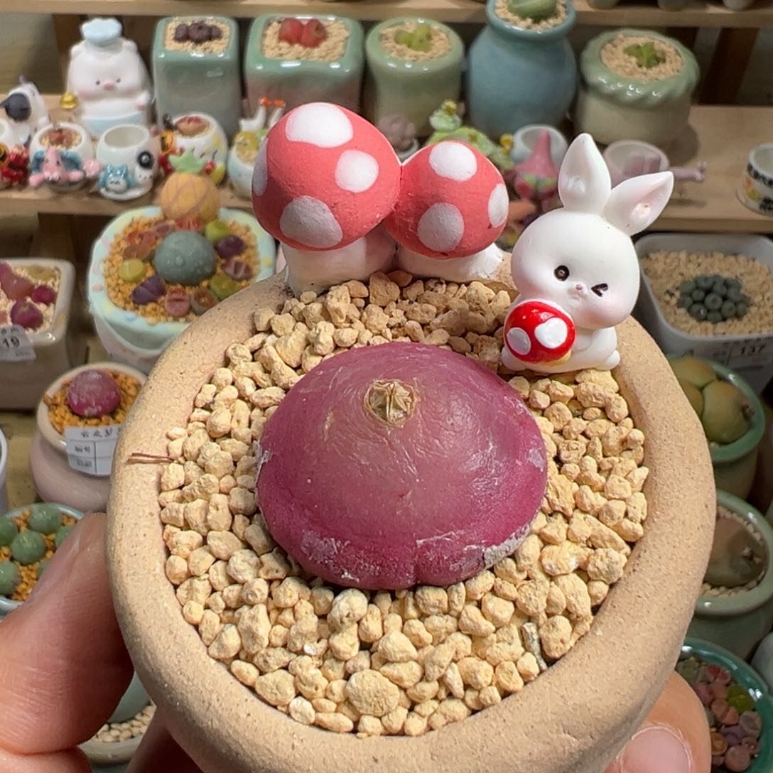 多肉植物10号灯泡