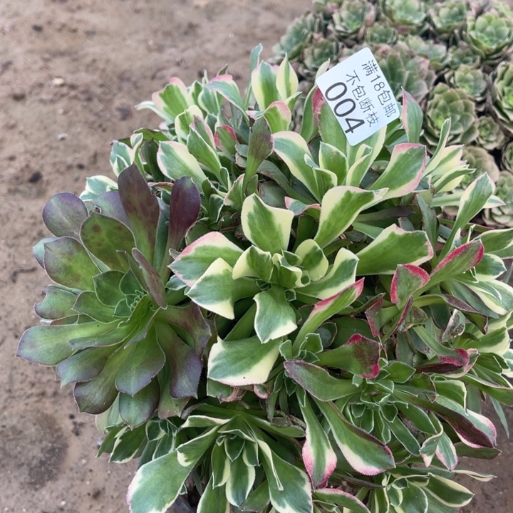004宽叶雨花石阴阳4法师