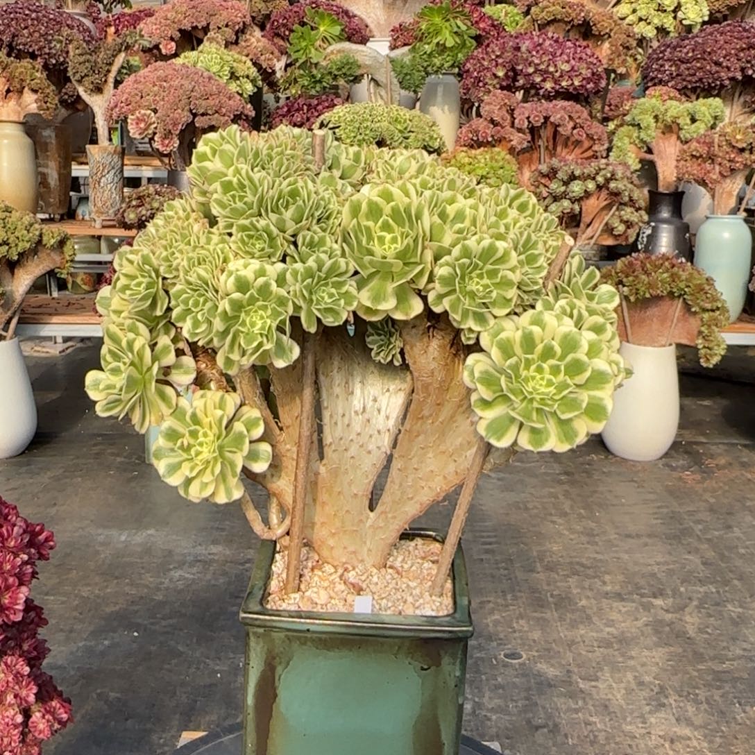 迈巴赫朵朵缀不带盆土