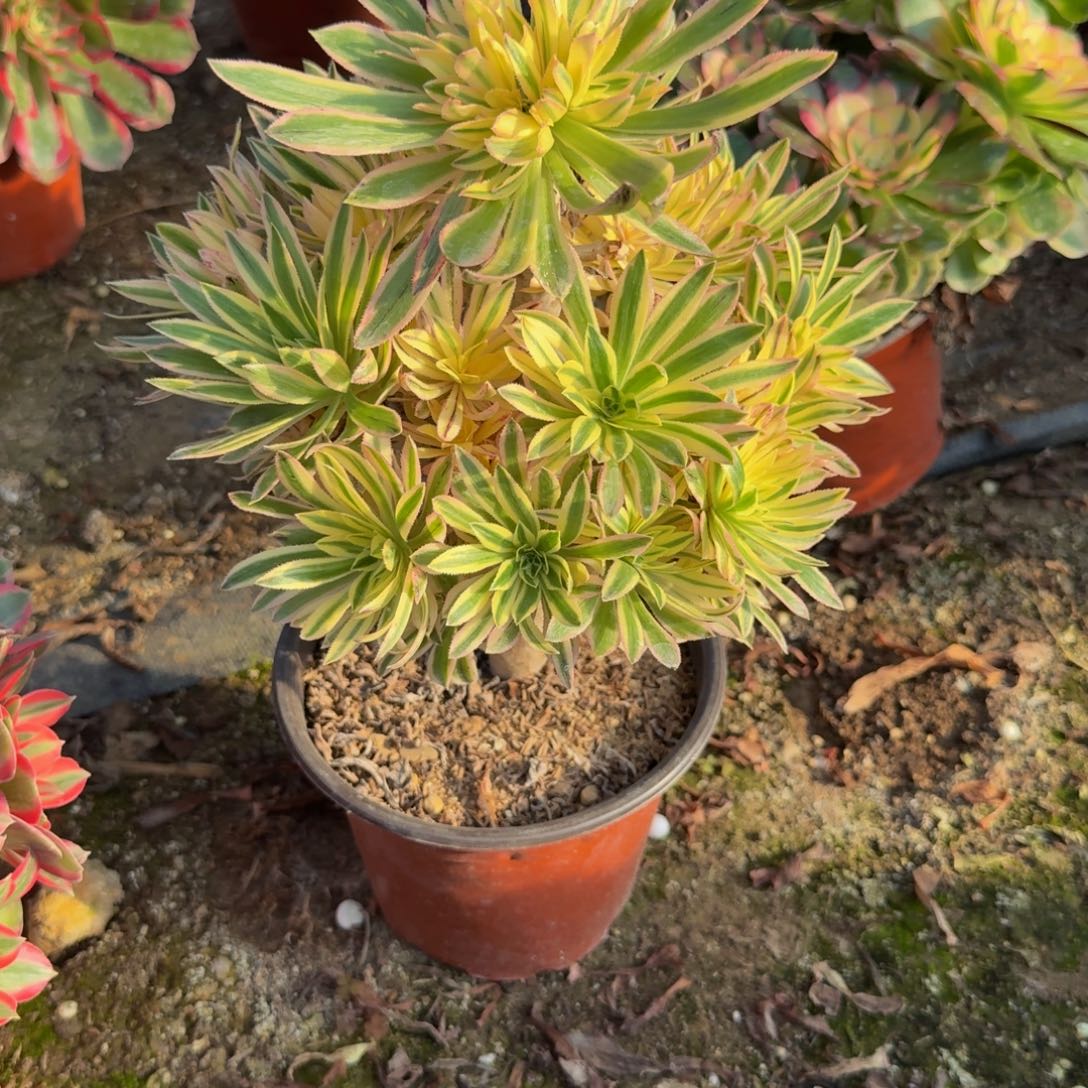 468夕颜。多肉植物