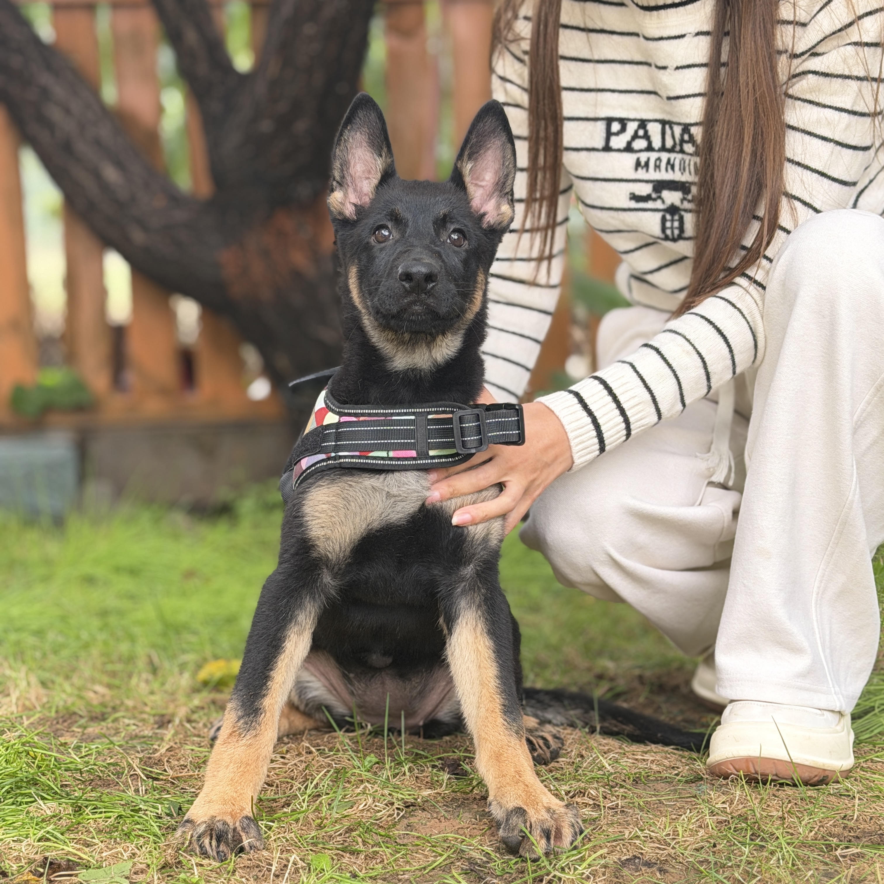 东德牧羊犬悍匪小母高位太极色疫苗驱虫已完成狗狗