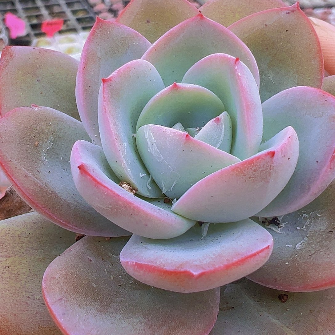 布鲁兰19包邮多肉植物