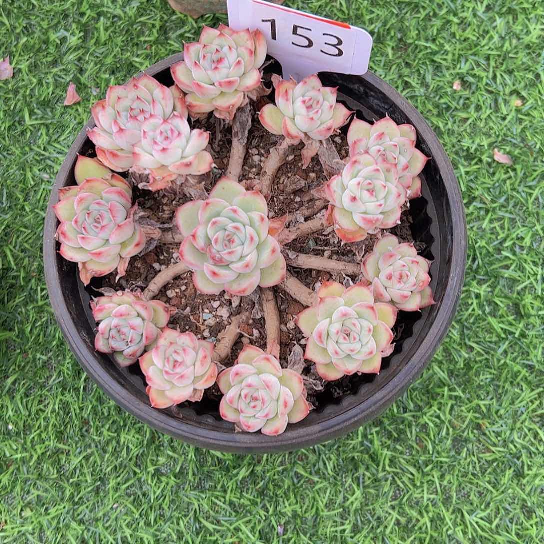 宝*153荷花10不售后