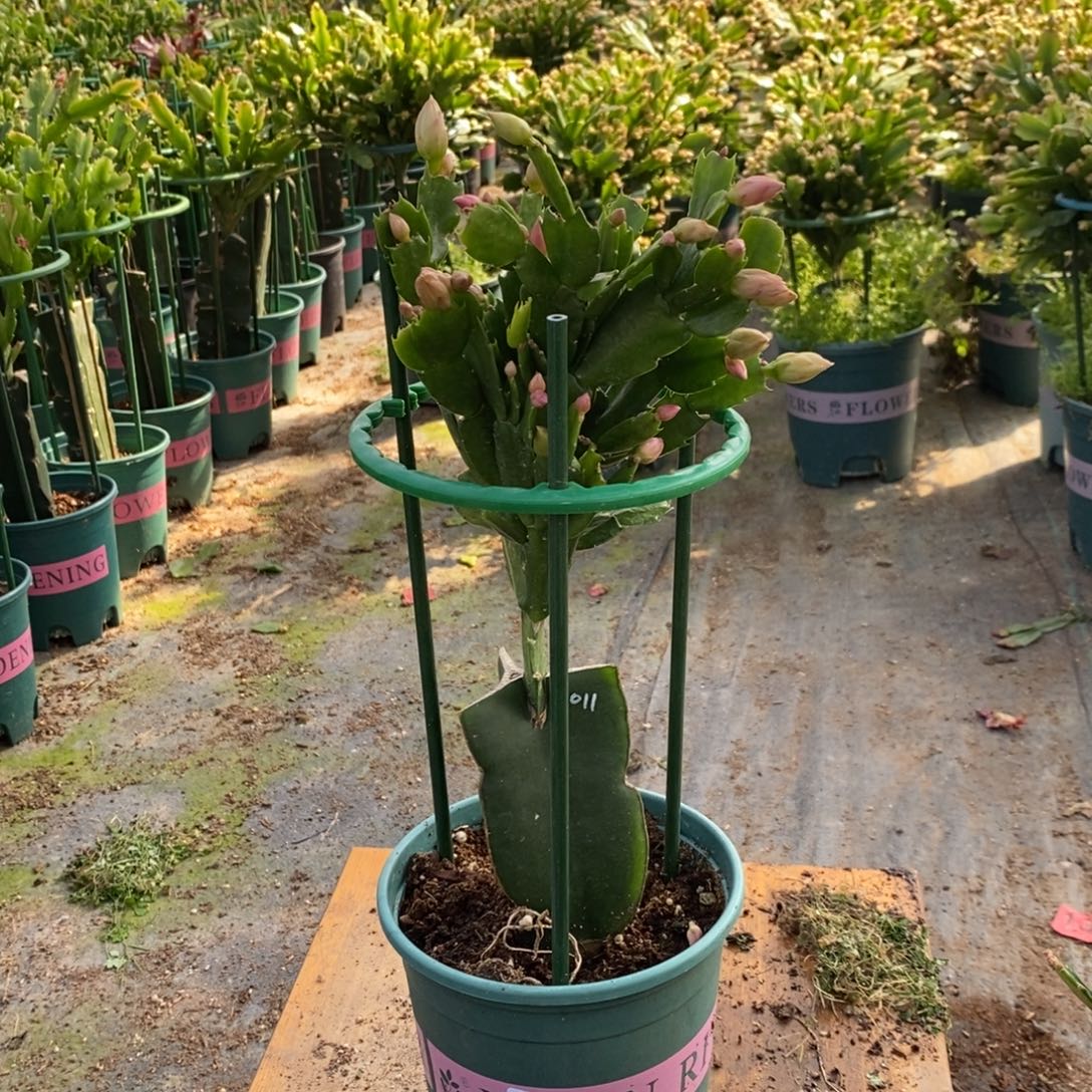 当前无花朵，栽培后可花朵129嫁接011