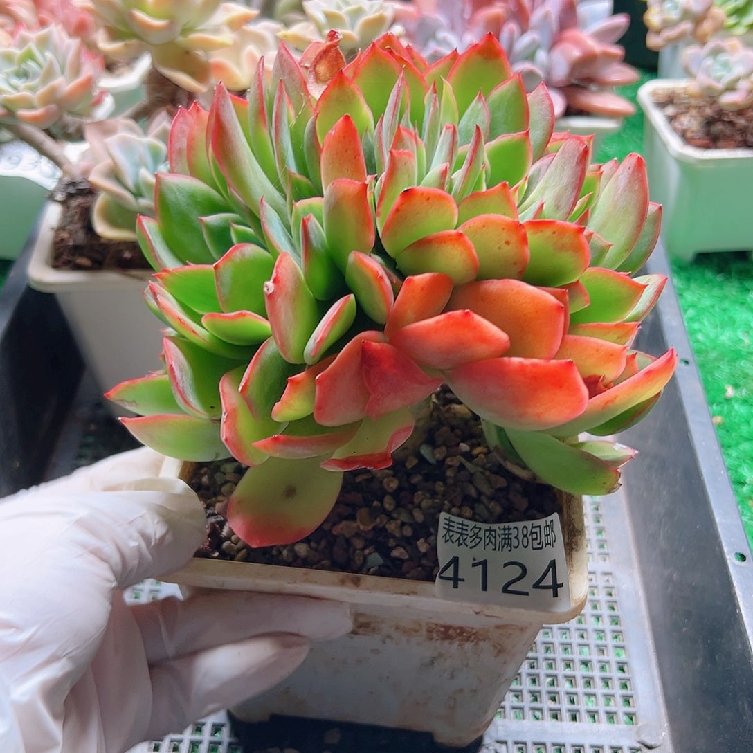 无花朵多肉一物一拍植物4124