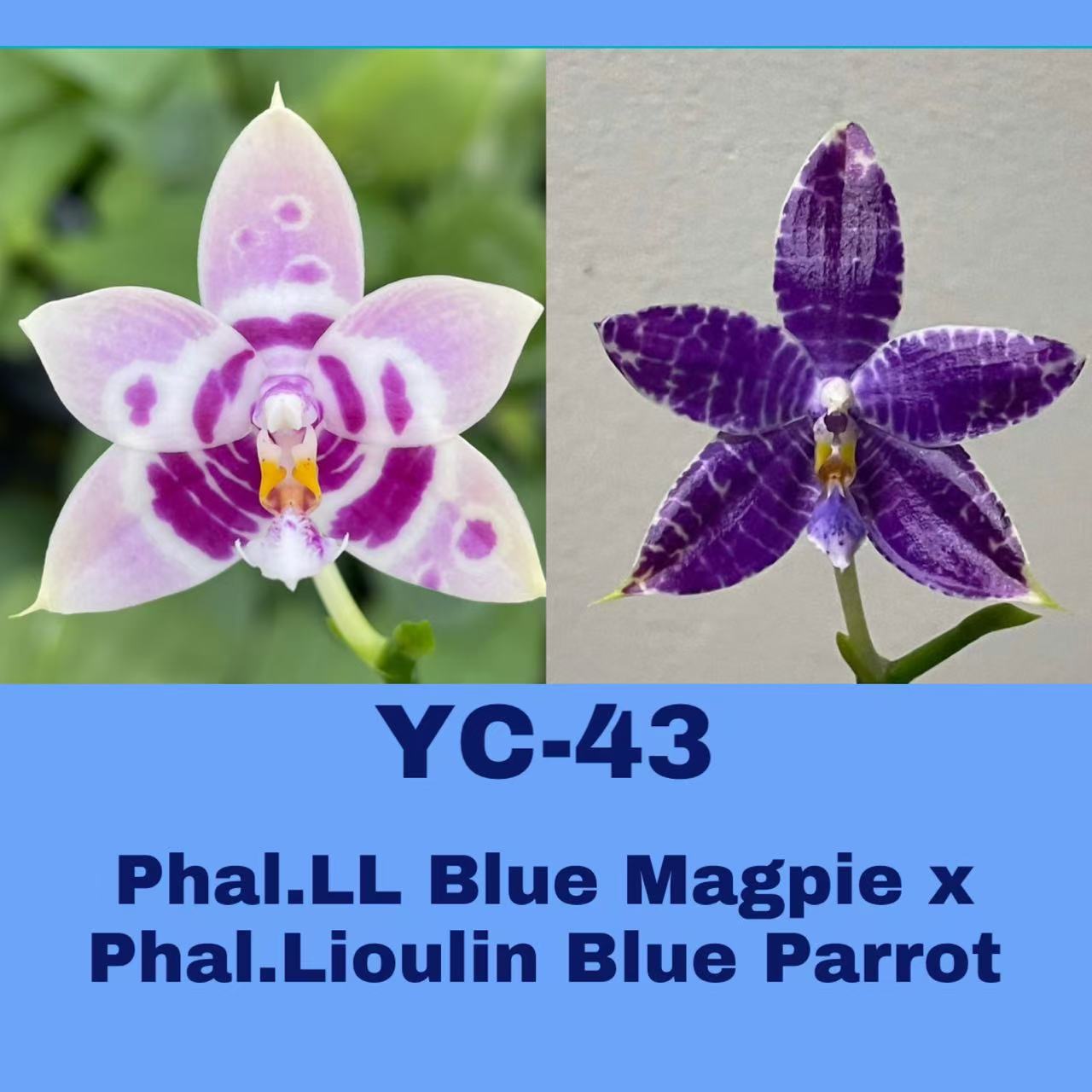 2.5寸 YC43-苗【1.7刚升2.5 刚出根】 原生趣味兰花 蝴蝶兰