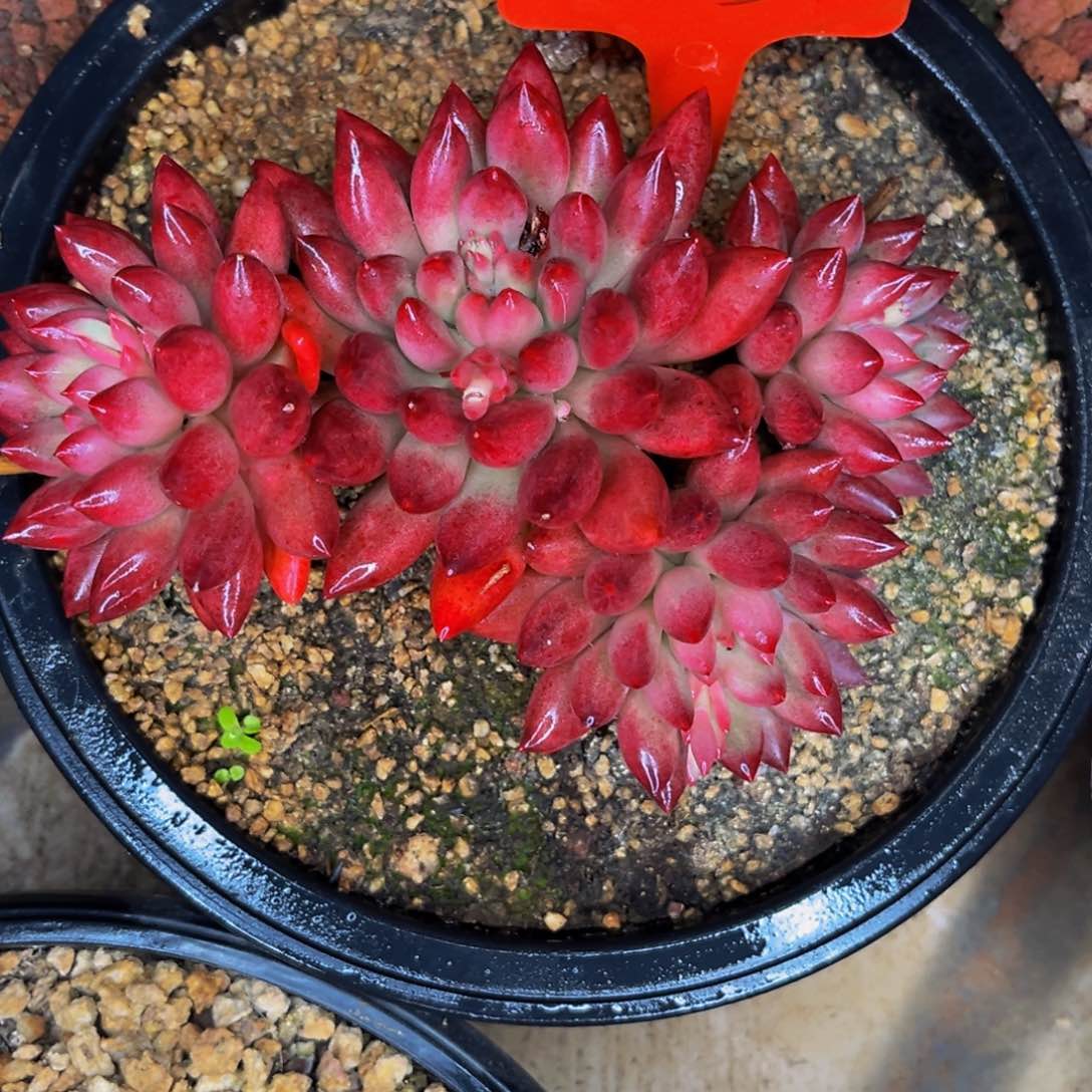 0023号晚上多肉植物群生多肉