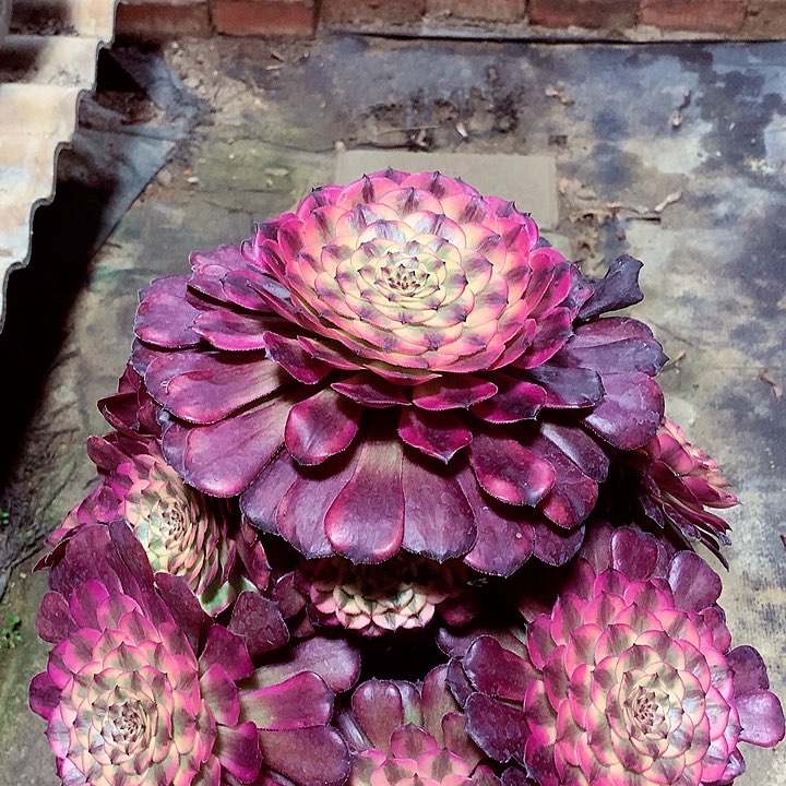 月蝉捧花，多肉植物