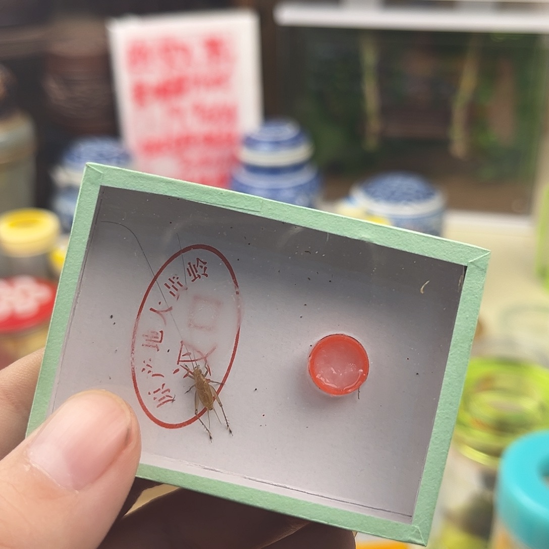 卡***蛋一条中长须大黄蛉